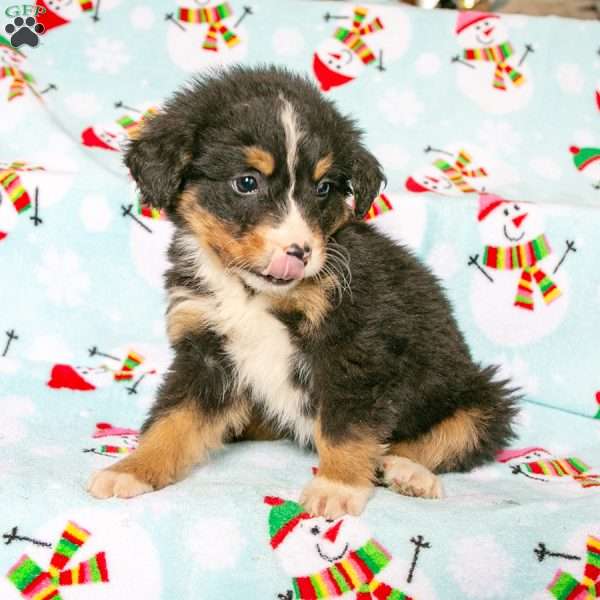Ruby, Bernedoodle Puppy